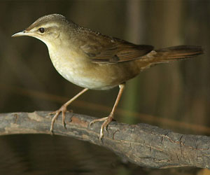 Шатансүүлт (Миддендорфын шатансүүлт)